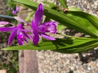 Bletilla - Japanorchidee im Mix