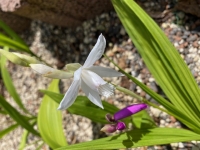 Bletilla - Japanorchidee im Mix