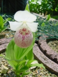 Cypripedium Ulla Silkens