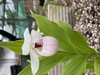 Cypripedium Vicky`Delight