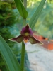 Epipactis Sabine