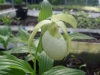 Cypripedium Michael Jungpflanze