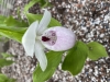 Cypripedium Vicky`Delight  Jungpflanze